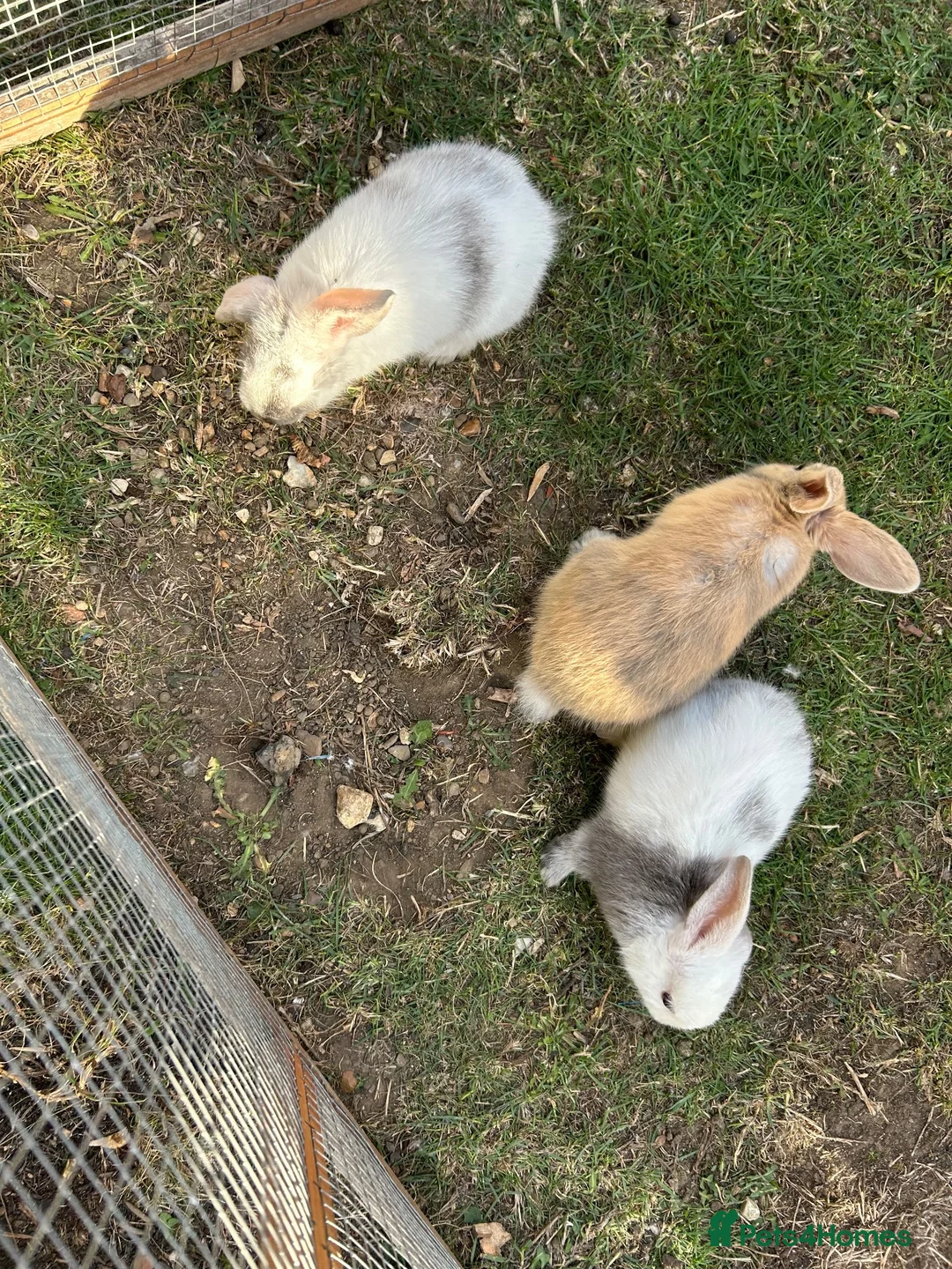 Mini Lop rabbits for sale: Beautiful baby bunnies for sale!  - Advert 8