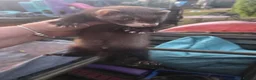 Ferret rodents for sale: Mixed lot of ferrets hobs and Jill's  - Advert 5