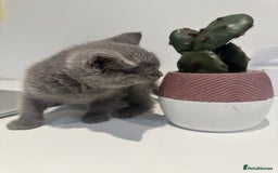 British Shorthair cats for sale: British blue short hair  - Advert 4