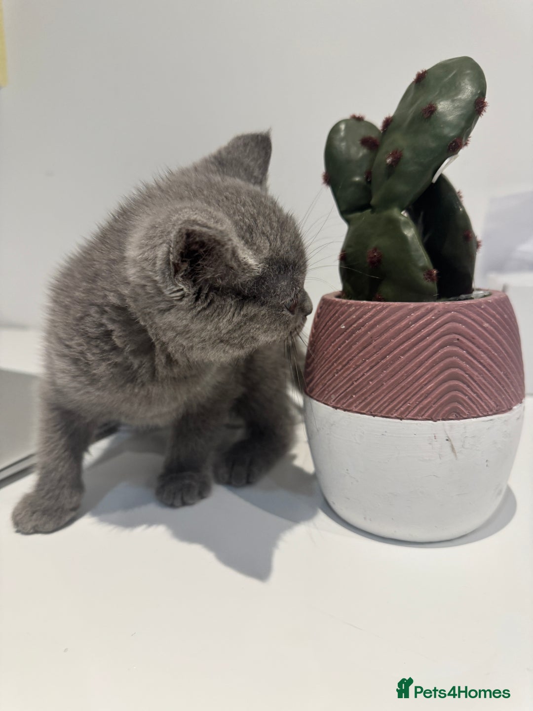 British Shorthair cats for sale: British blue short hair  - Advert 4