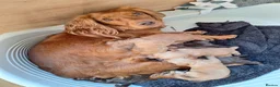 Cocker Spaniel dogs for sale: Cocker Spaniel puppies in Sutton-in-Ashfield - Advert 4