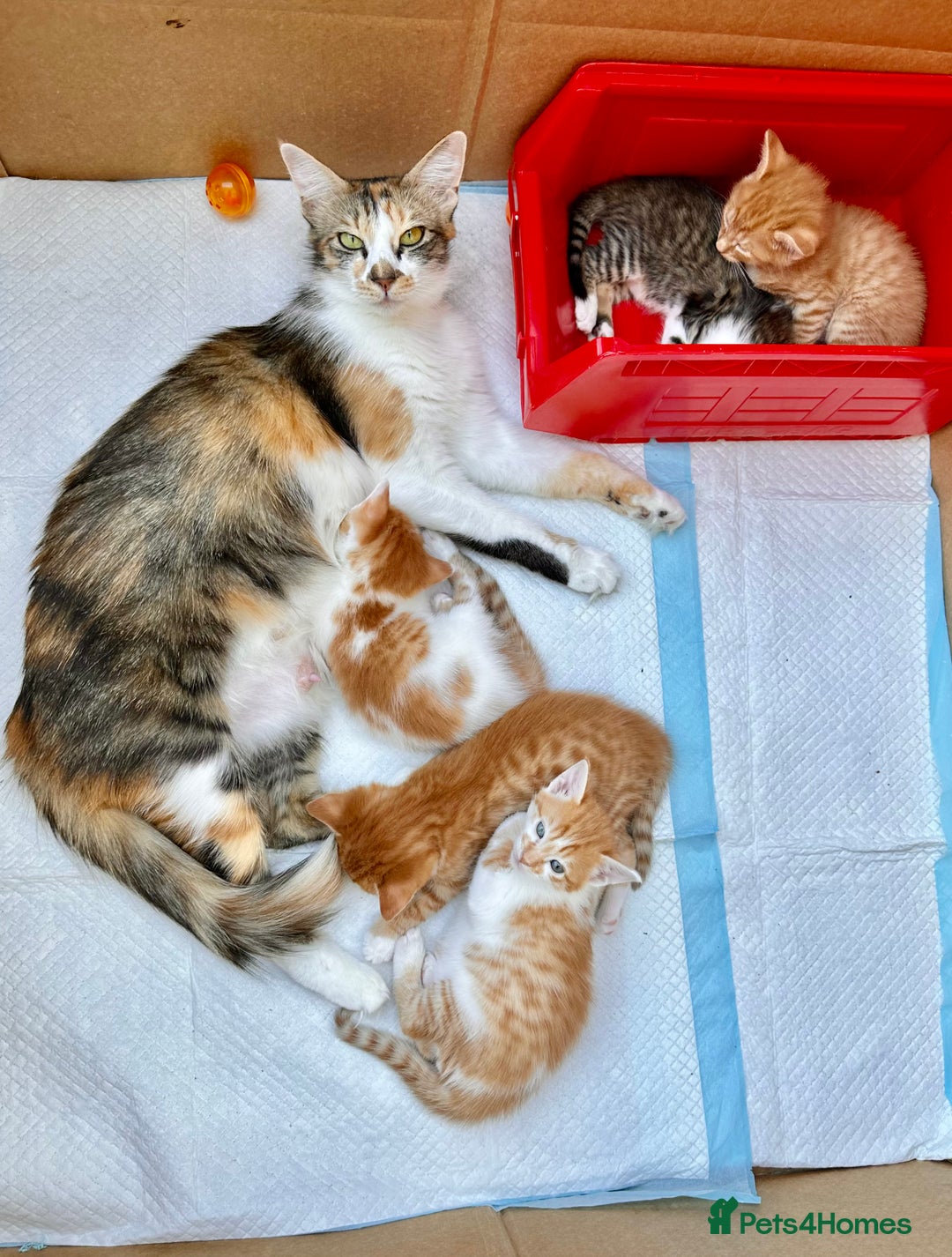 Mixed Breed cats for sale: Ginger Kittens from half Siamese mum - Image 21