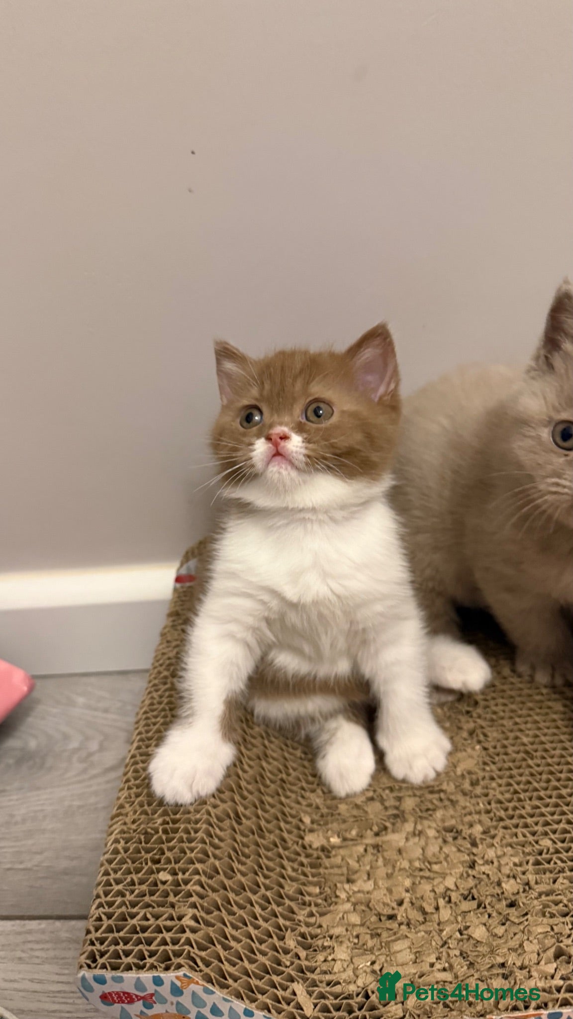 British Shorthair cats Cinnamon -white BSH  - Advert 1