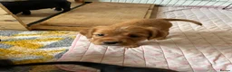 Mixed Breed dogs for sale: Beautiful Spaniel Puppies in Washington - Advert 20