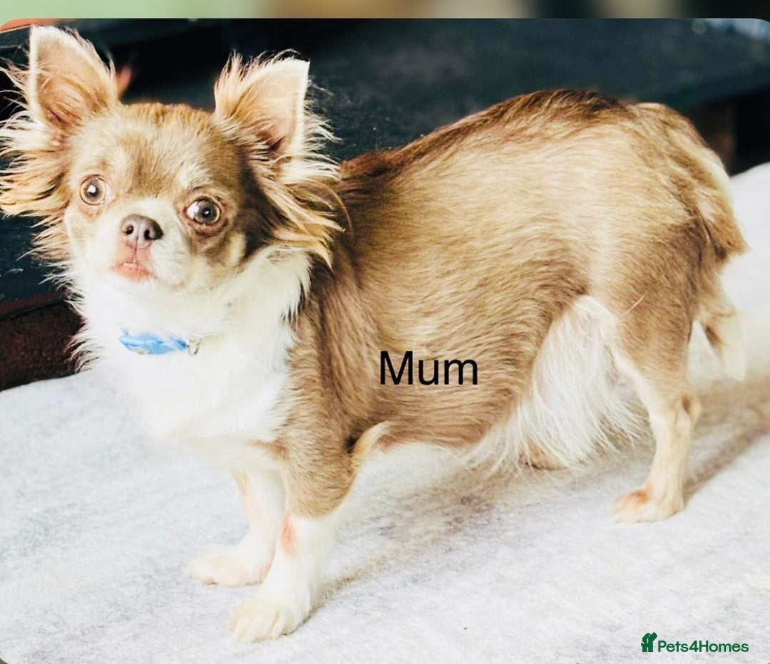 Chihuahua dogs for sale: Handsome long coat tiny chihuahua boy puppies  - Advert 15
