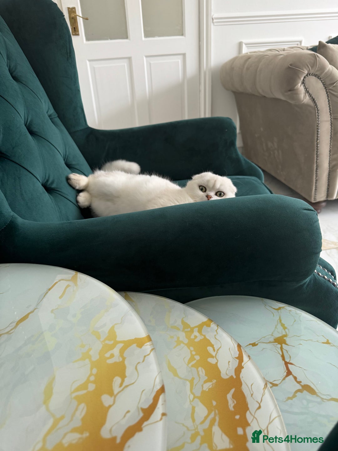 Scottish Fold cats for sale: Scottish fold (triple fold) - Image 3