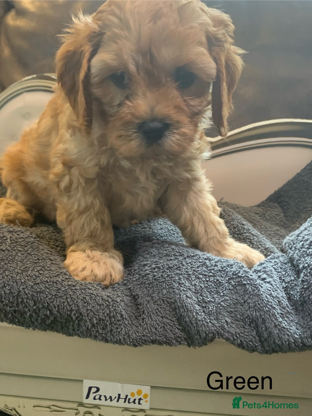 Cavapoo dogs for sale: Outstanding F1 Apricot Cavapoo puppies  - Image 11