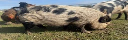 Pig livestock for sale: 💙🥝🐷Meet Kiwi🐷🥝💙 - Advert 5