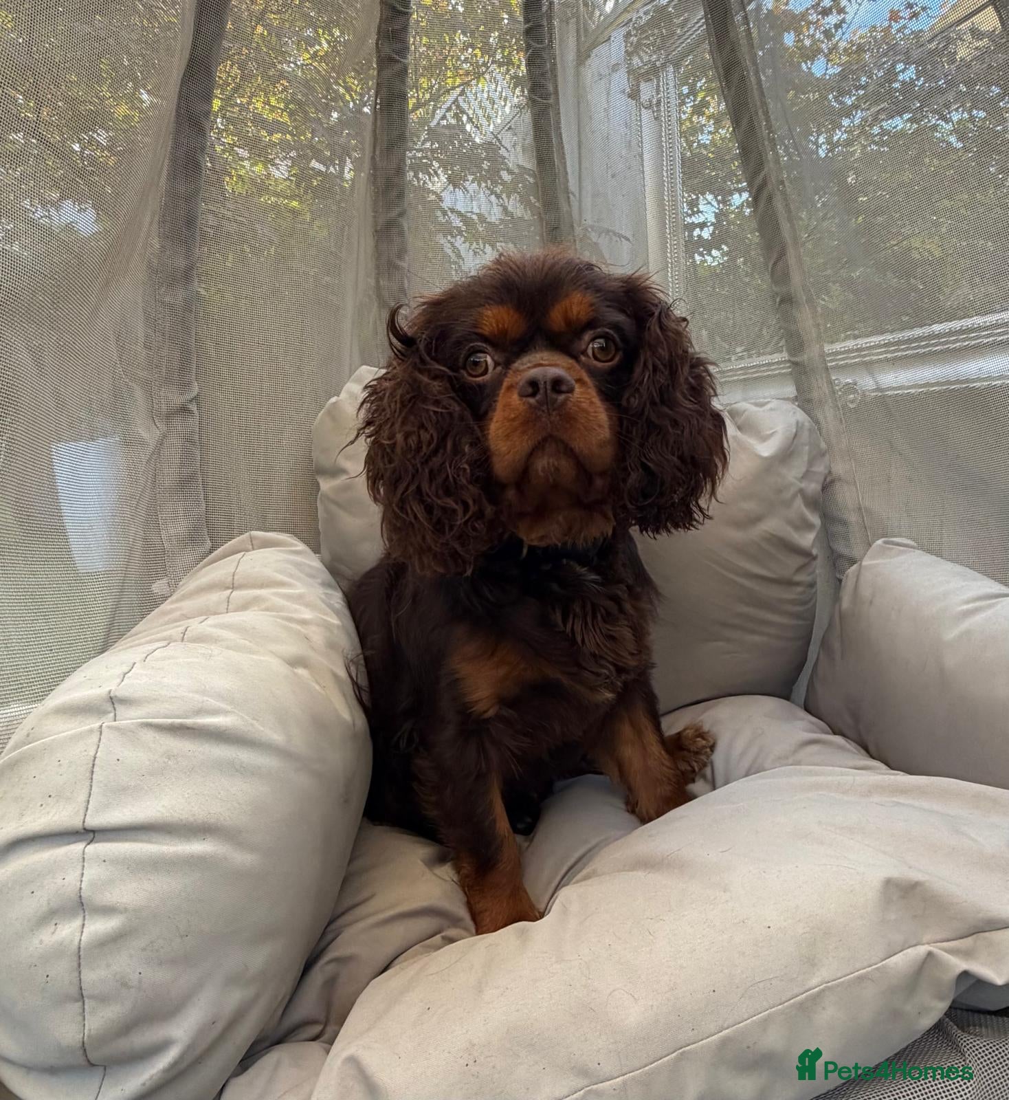 Cavalier King Charles Spaniel dogs KC REG BROWN & TAN HEALTH TESTED CAV STUD  - Advert 11