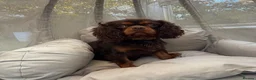 Cavalier King Charles Spaniel dogs for stud: KC REG BROWN & TAN HEALTH TESTED CAV STUD  - Advert 1