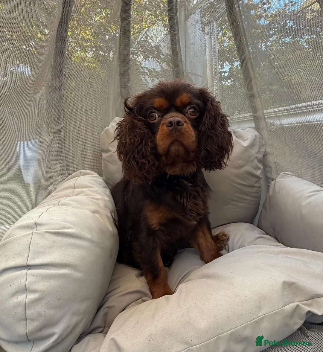 Cavalier King Charles Spaniel dogs for stud: KC REG BROWN & TAN HEALTH TESTED CAV STUD  - Advert 1
