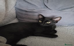 Mixed Breed cats for sale: Mix breed .. - Image 4