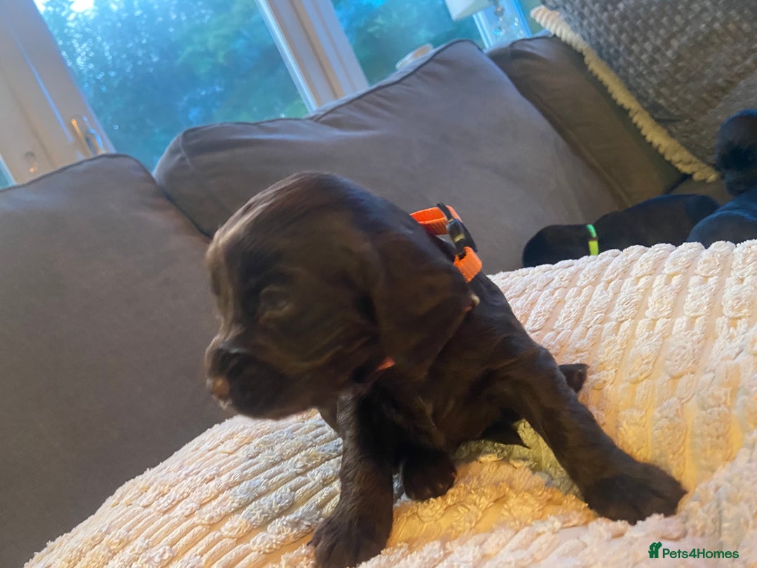 Cocker Spaniel dogs for sale: 10 Gorgeous KC Cocker Spaniel Puppies - Image 27