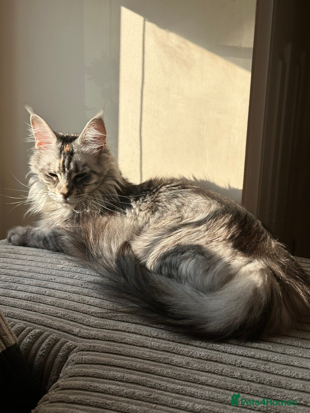 Maine Coon cats for sale: 6x Maine Coon kittens for sale - Advert 7