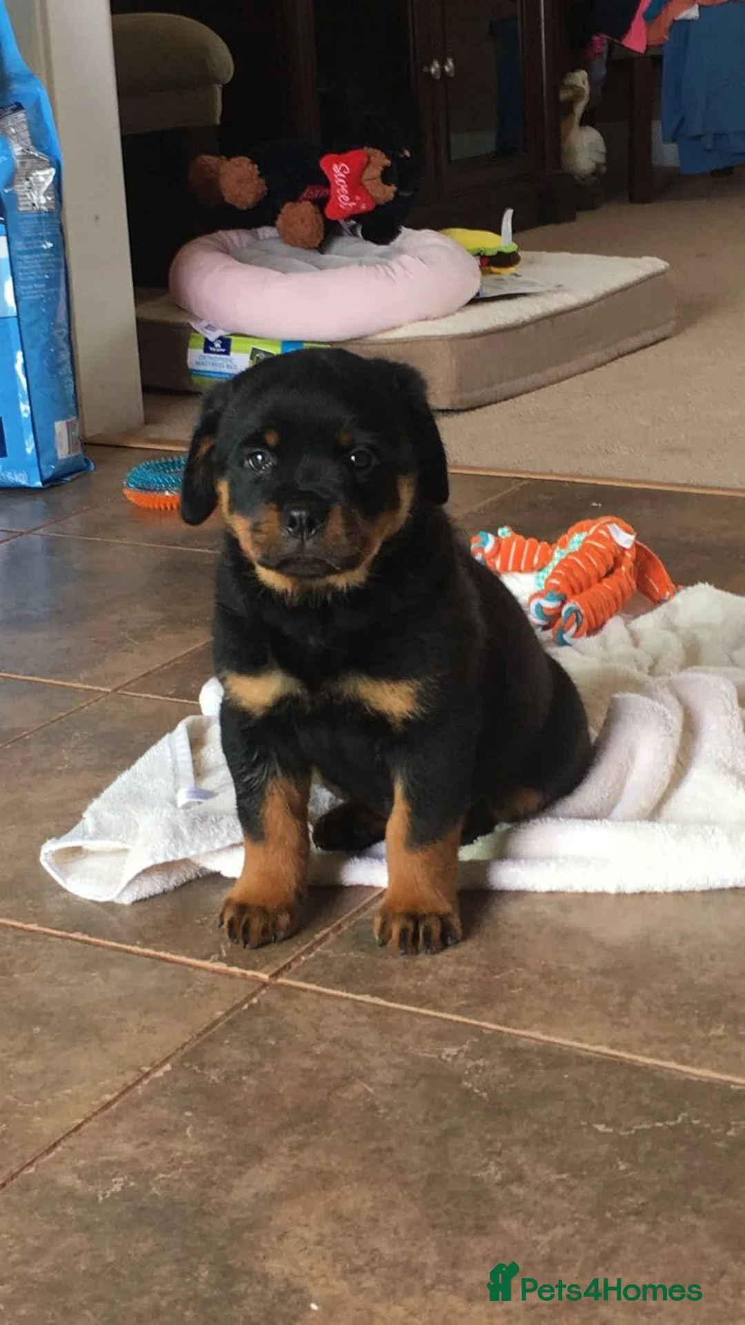 Rottweiler dogs for sale: Lovely Rottweiler Puppies Loyal Family Companions in Banbridge - Advert 3