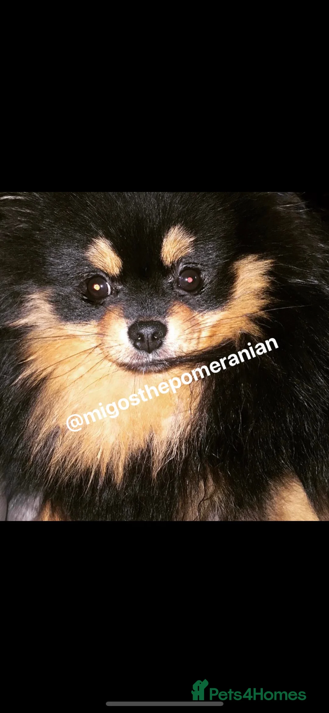Pomeranian dogs for stud: Sunning Proven KC Black and Tan Pomeranian Stud in Ebbw Vale - Advert 8