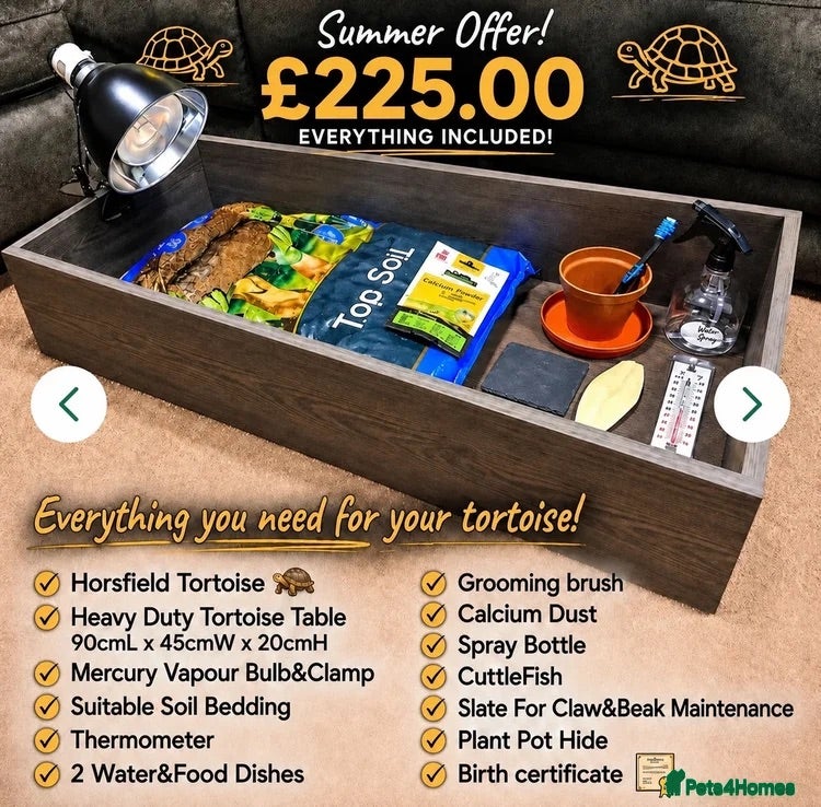 Tortoise reptiles BABY HORSFIELDS & SET UPS! - Advert 2