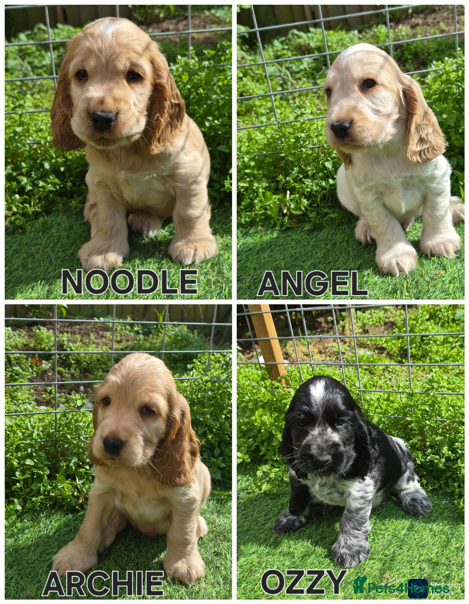 Cocker Spaniel dogs Open for reserve English Cocker Spaniel puppies - Advert 8