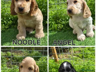 Cocker Spaniel dogs Open for reserve English Cocker Spaniel puppies - Advert 5
