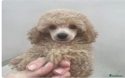Toy Poodle dogs for stud: *Beautiful Blue Phantom*DNA Clear*Carries Silver* - Image 10