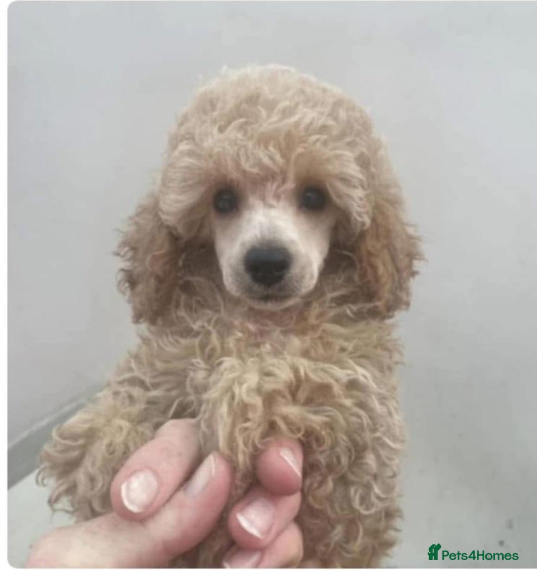 Toy Poodle dogs for stud: *Beautiful Blue Phantom*DNA Clear*Carries Silver* - Image 10