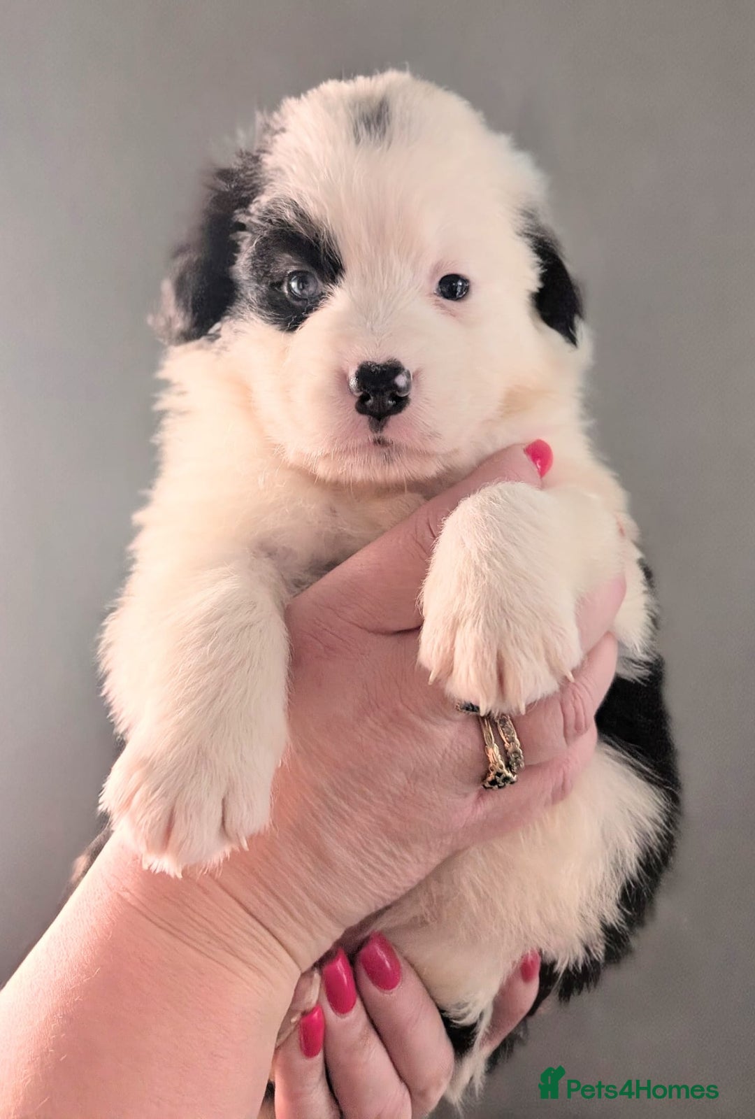 Mixed Breed dogs for sale: Beautiful Bordernese Puppies - Advert 17