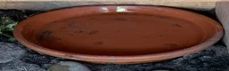 Tortoise reptiles for sale: Mediterranean Spur Thighed Tortoise - Advert 5