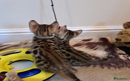Bengal cats for sale: Stunning TICA Bengals - Image 14