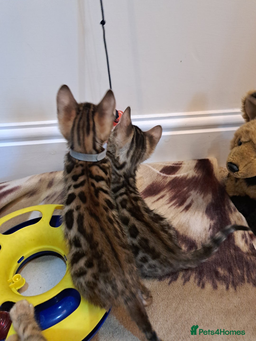 Bengal cats for sale: Stunning TICA Bengals - Image 14