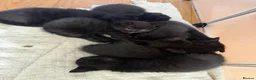 Mixed Breed cats for sale: 6 adorable black kittens for sale  in Windsor - Advert 1