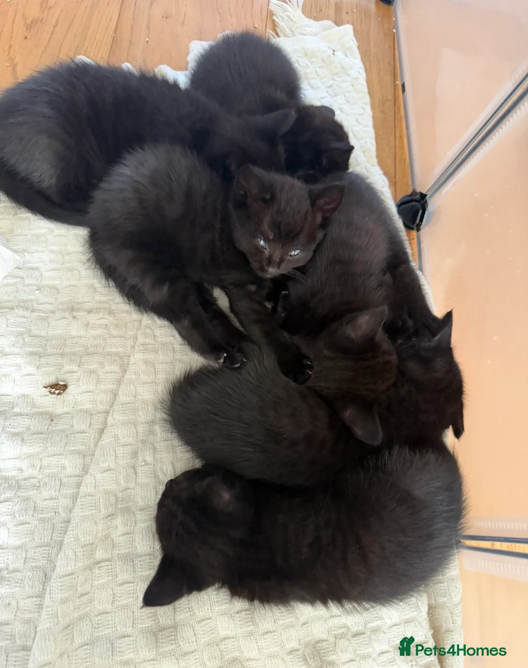 Mixed Breed cats for sale: 6 adorable black kittens for sale  in Windsor - Advert 1