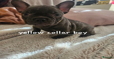 French Bulldog dogs - Advert 8