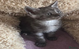 Maine Coon cats for sale: Maine Coon X  - Image 1