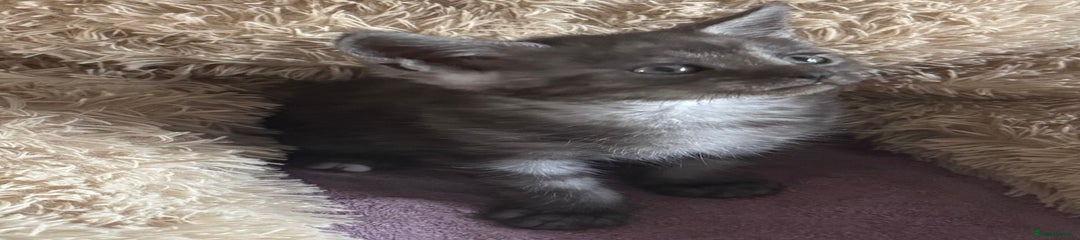 Maine Coon Kitten 1