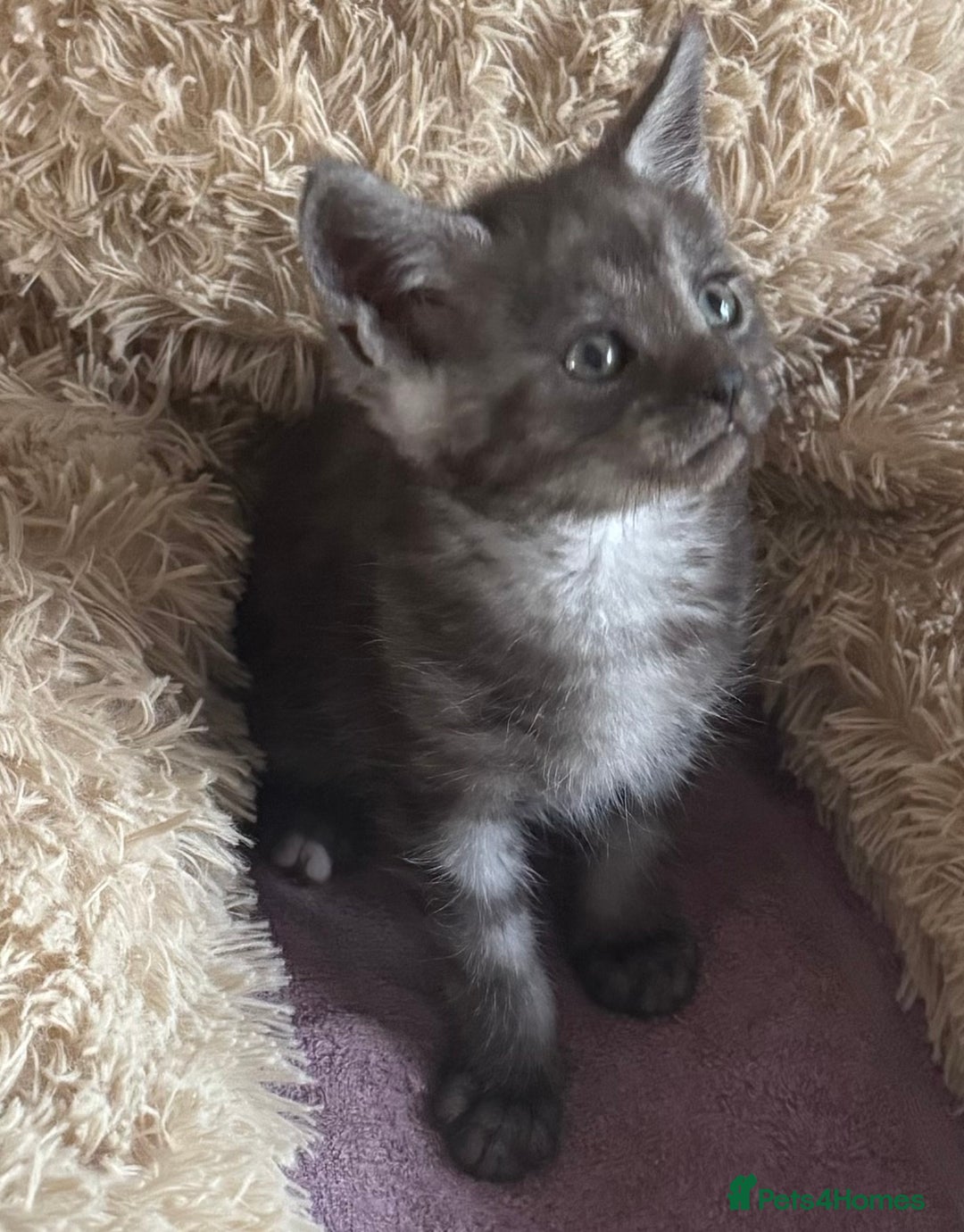 Maine Coon cats for sale: Maine Coon X  - Image 1