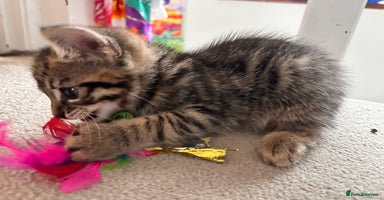 Mixed Breed cats - Advert 1