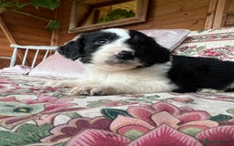 Bordoodle dogs for sale: Adorable Bordoodle (collie-poo) pups for sale  - Image 6