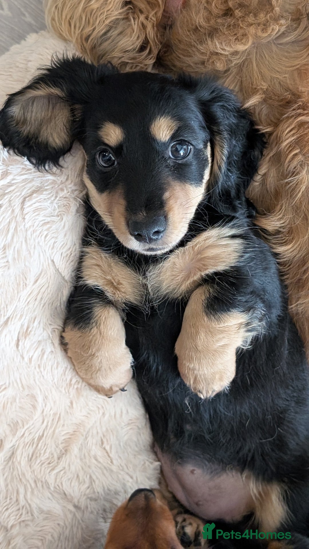 Miniature Dachshund dogs for sale: Miniature Longhaired Dachshunds - Image 11