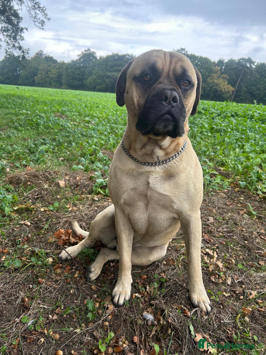 Mastiff dogs for stud: French X English Mastiff for Stud - Image 2