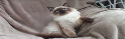 Ragdoll cats for sale: 2 RAGDOLL KITTENS TO GO TOGETHER CHAMPION IMP BL - Advert 27