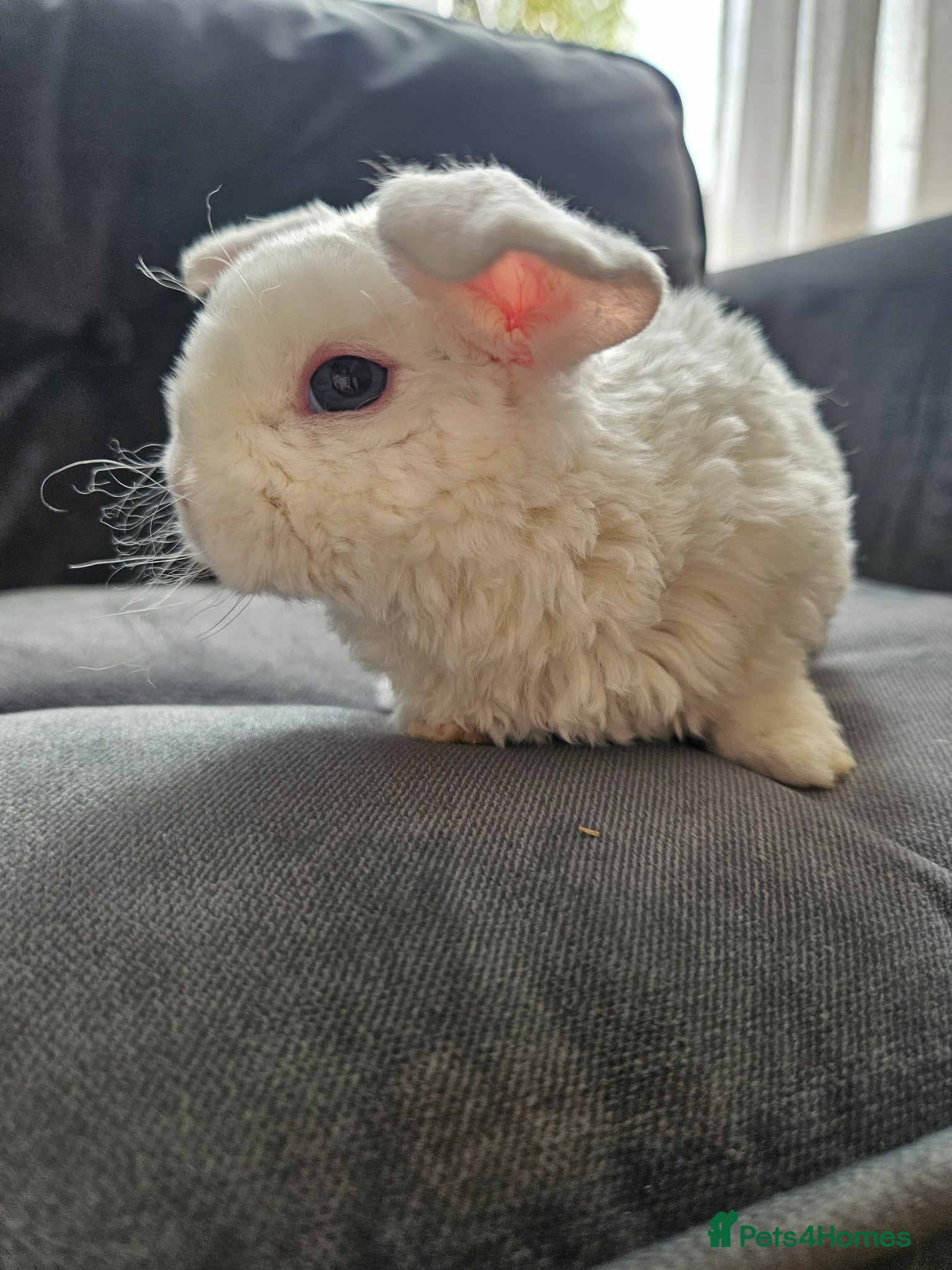 Mini Lop rabbits Mini Plush Lops - Suffolk - Advert 2