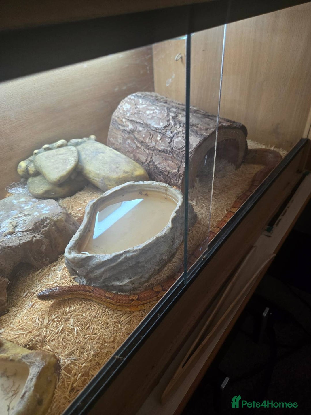 Corn Snake reptiles for sale: Adult corn snake plus enclosure - Image 3