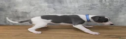 Whippet dogs for sale: Whippets blue and white  - Advert 7