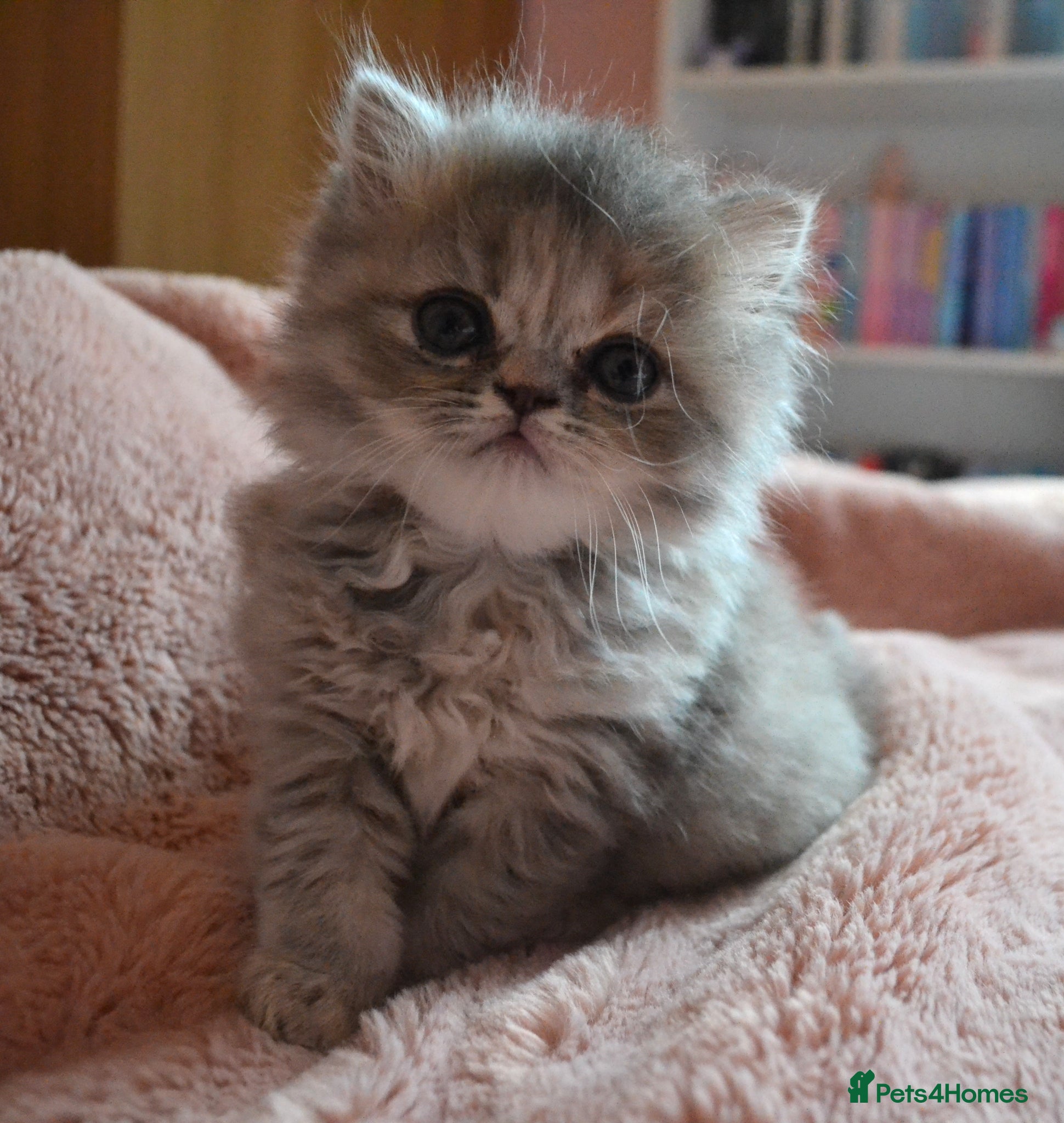 Persian cats -One girl left- Blue-Grey Persian 7 wks Gorgeous. - Advert 3