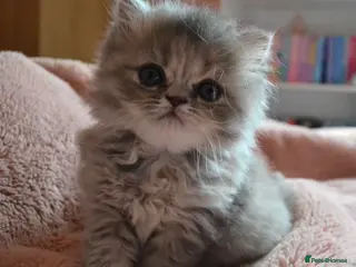 Persian cats -One girl left- Blue-Grey Persian 7 wks Gorgeous. - Advert 3