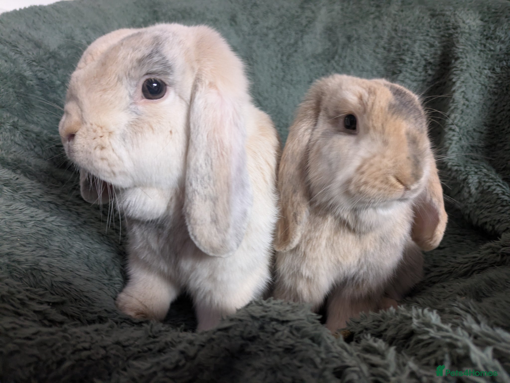 Mini Lop rabbits Beautiful Bunnies.  - Advert 1