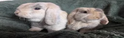 Mini Lop rabbits for sale: Beautiful Bunnies.  - Advert 2