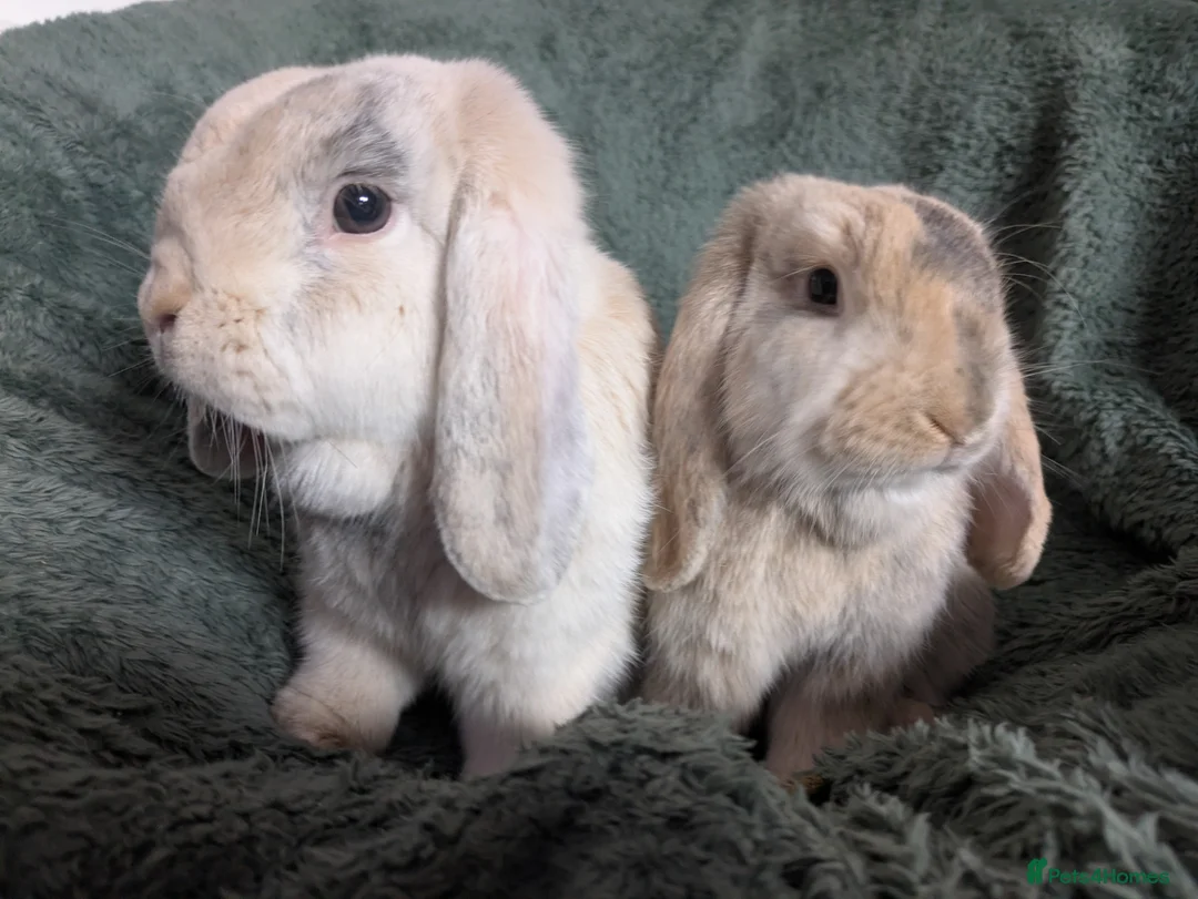 Mini Lop rabbits for sale: Beautiful Bunnies.  - Advert 2