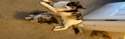 Mixed Breed cats for sale: ginger/white male and one mixed coloured female  - Advert 1