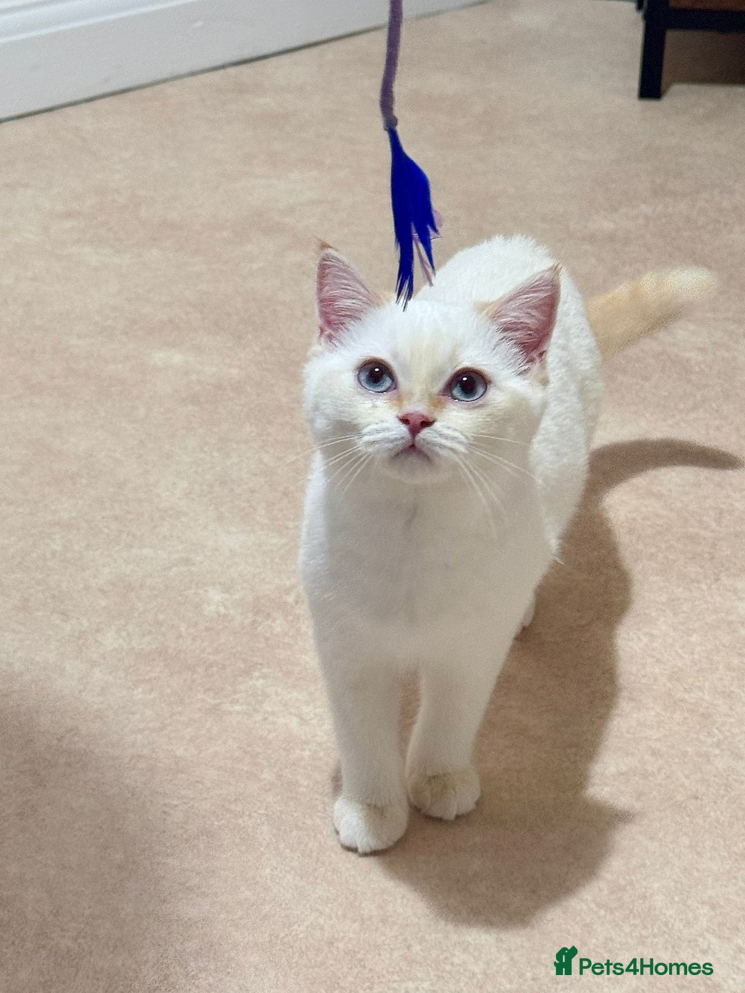 British Shorthair cats for sale: Beautiful white British shorthair kitten (female) - Image 2